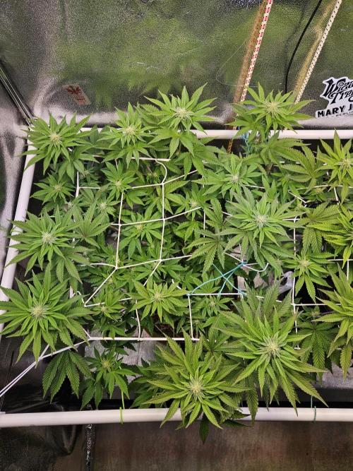 Honeycomp Pave - Compound - Winter Grow. Week 9
