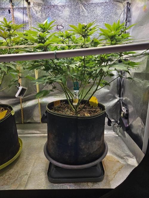 Velvet Kir Royal - HnnyHmp - Winter Grow. Week 9