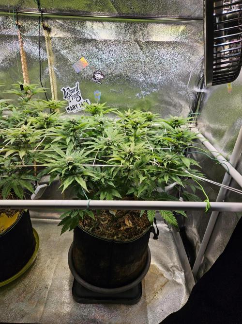 Velvet Kir Royal - HnnyHmp - Winter Grow. Week 9