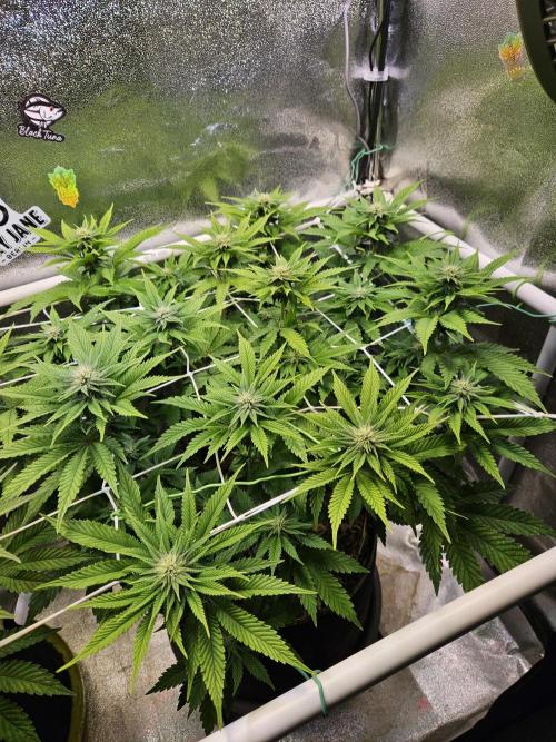Velvet Kir Royal - HnnyHmp - Winter Grow. Week 9