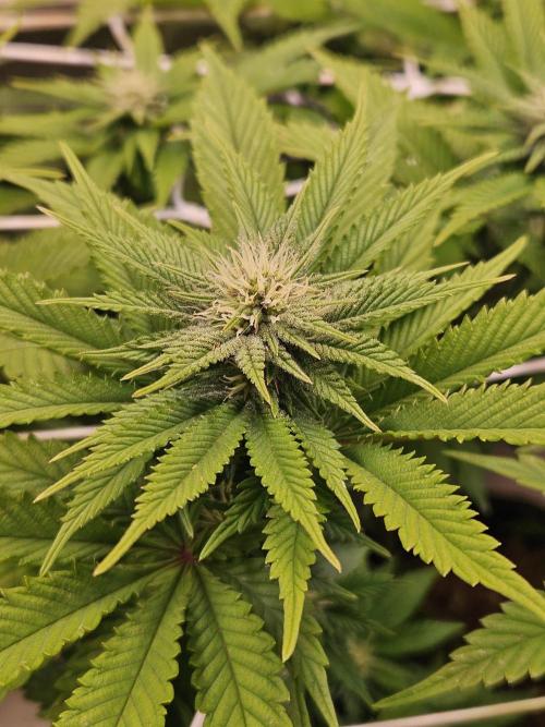 Velvet Kir Royal - HnnyHmp - Winter Grow. Week 9