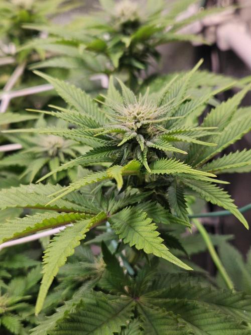Velvet Kir Royal - HnnyHmp - Winter Grow. Week 9