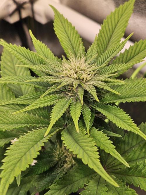 Velvet Kir Royal - HnnyHmp - Winter Grow. Week 9