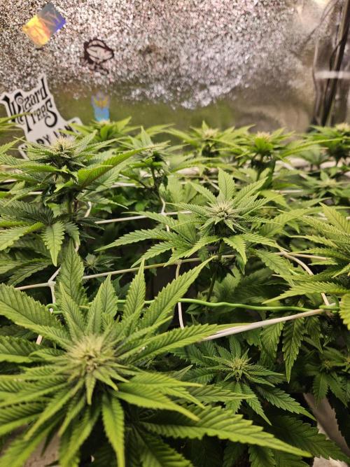 Velvet Kir Royal - HnnyHmp - Winter Grow. Week 9