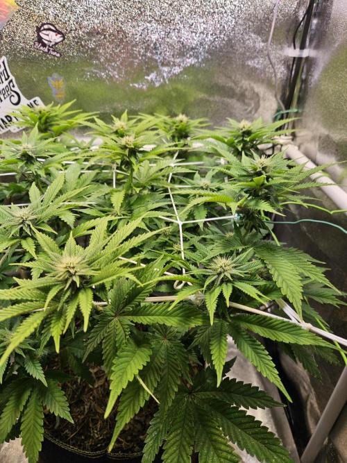 Velvet Kir Royal - HnnyHmp - Winter Grow. Week 9