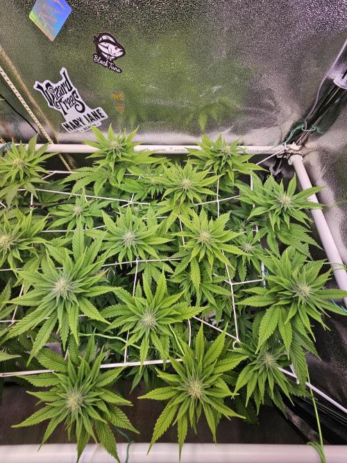 Velvet Kir Royal - HnnyHmp - Winter Grow. Week 9