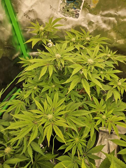 Velvet Kir Royal - HnnyHmp - Winter Grow. Week 9