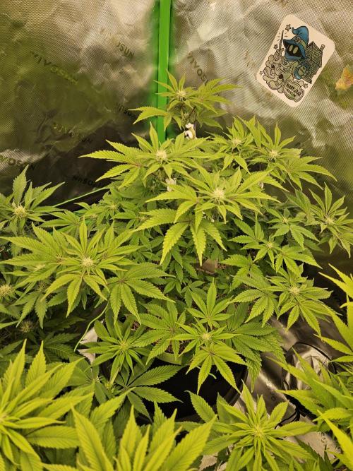 Velvet Kir Royal - HnnyHmp - Winter Grow. Week 9