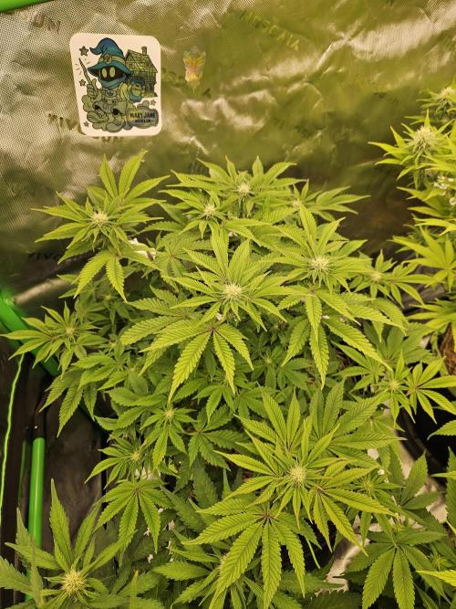 Velvet Kir Royal - HnnyHmp - Winter Grow. Week 9