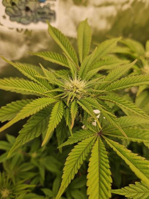Velvet Kir Royal - HnnyHmp - Winter Grow. Week 9