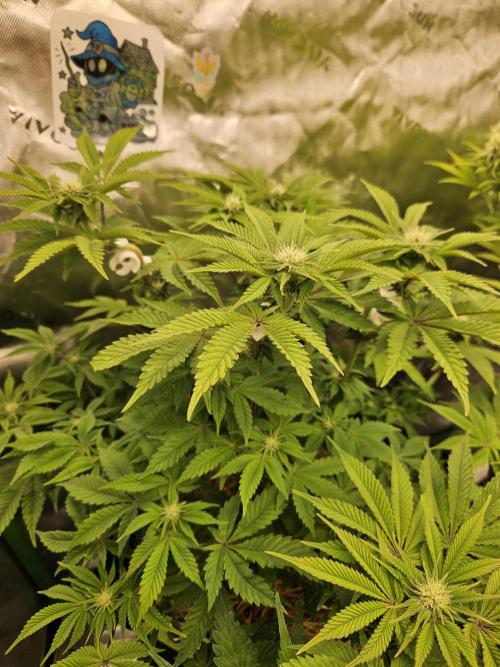 Velvet Kir Royal - HnnyHmp - Winter Grow. Week 9