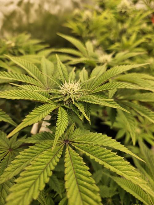 Velvet Kir Royal - HnnyHmp - Winter Grow. Week 9