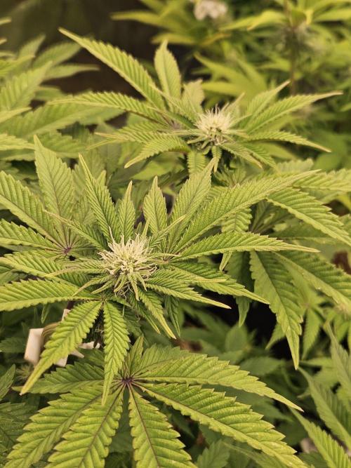 Velvet Kir Royal - HnnyHmp - Winter Grow. Week 9