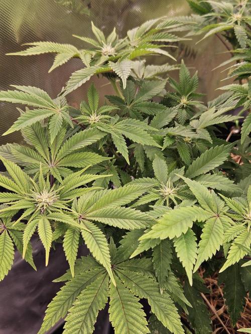 Velvet Kir Royal - HnnyHmp - Winter Grow. Week 9
