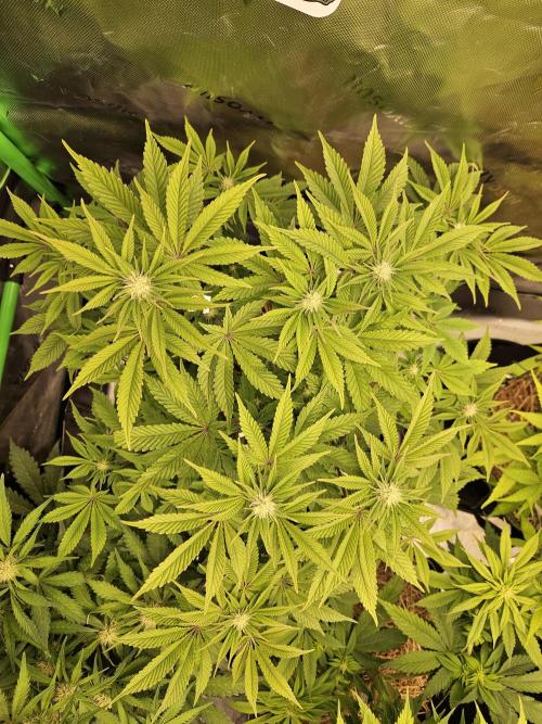 Velvet Kir Royal - HnnyHmp - Winter Grow. Week 9