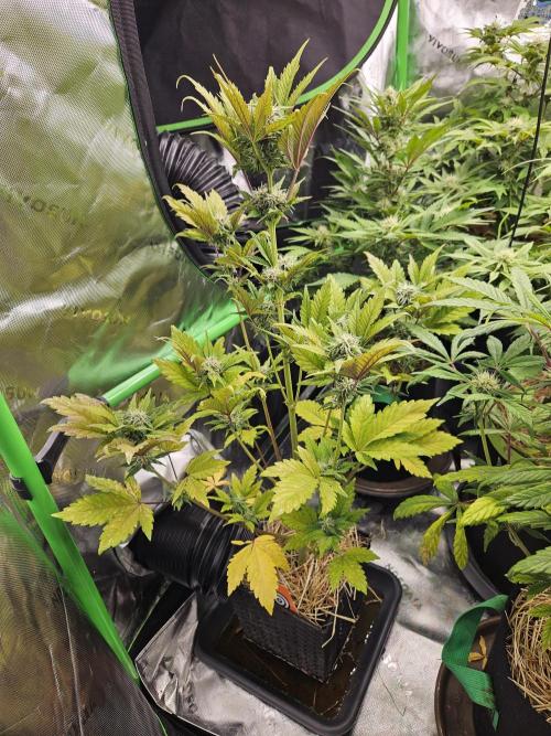White Cheese Auto Winter grow. Week 7