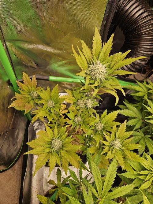 White Cheese Auto Winter grow. Week 7