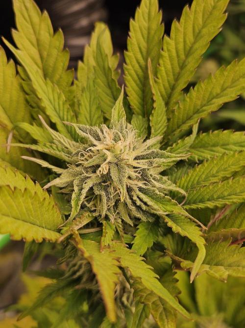 White Cheese Auto Winter grow. Week 7