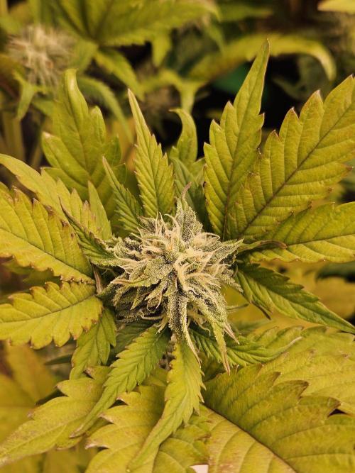 White Cheese Auto. Week 7