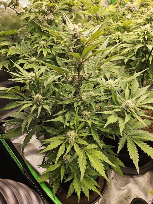 Gorilla Cookies Auto - Winter grow. Week 7