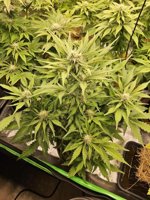 Gorilla Cookies Auto - Winter grow. Week 7