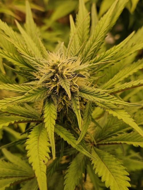Gorilla Cookies Auto - Winter grow. Week 7