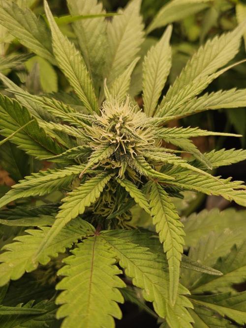 Gorilla Cookies Auto - Winter grow. Week 7