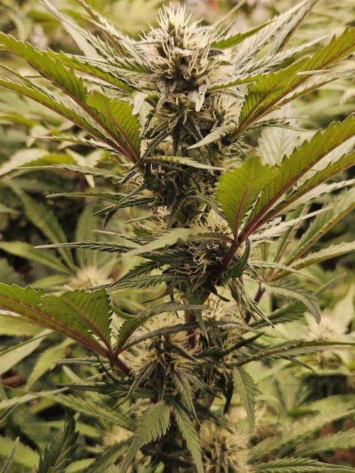 Gorilla Cookies Auto - Winter grow. Week 7