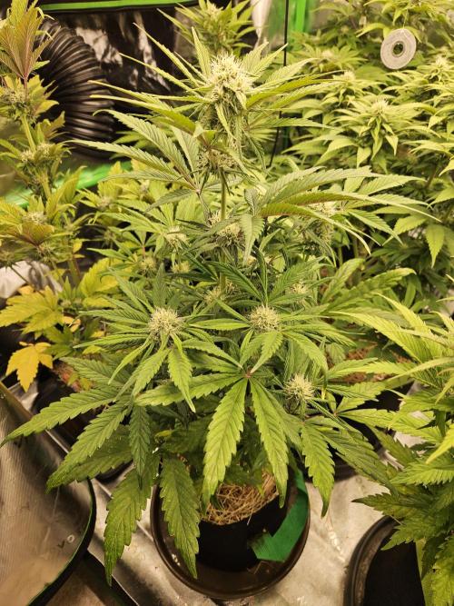 California Sour Diesel Auto Winter grow. Week 7