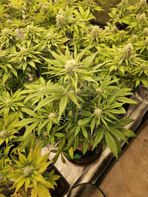 California Sour Diesel Auto Winter grow. Week 7