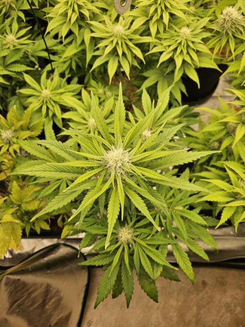 California Sour Diesel Auto Winter grow. Week 7
