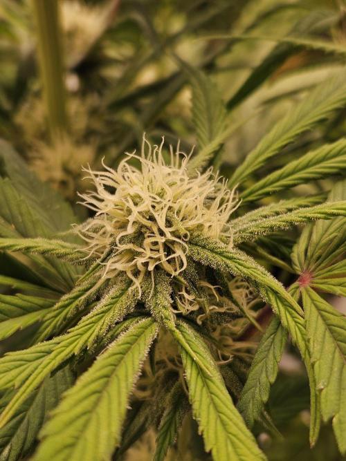 California Sour Diesel Auto Winter grow. Week 7