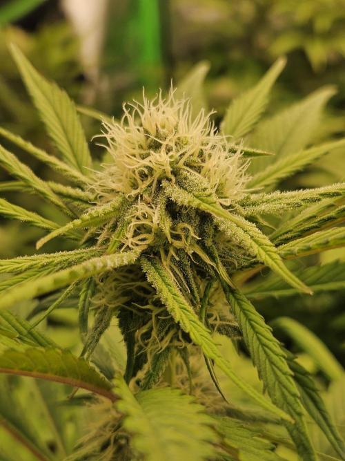 California Sour Diesel Auto Winter grow. Week 7