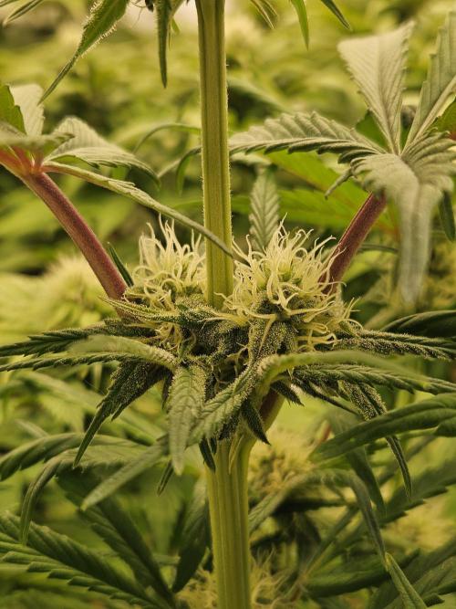 California Sour Diesel Auto Winter grow. Week 7