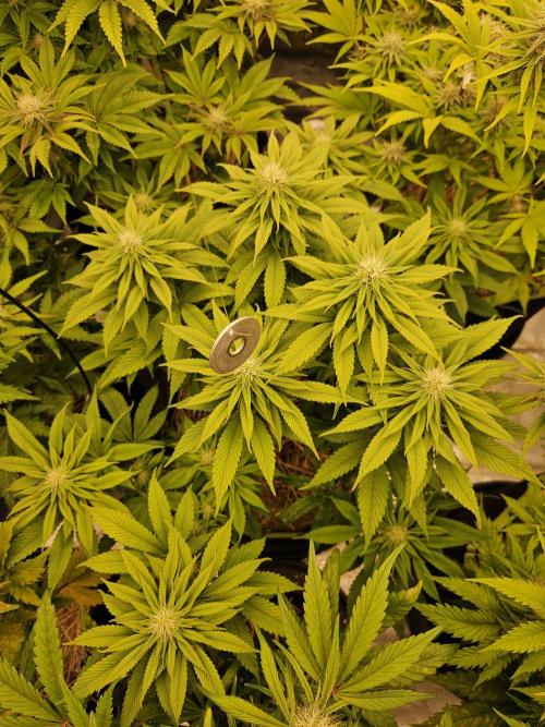 Cherry Dream - Kannabia - Winter Grow. Week 10