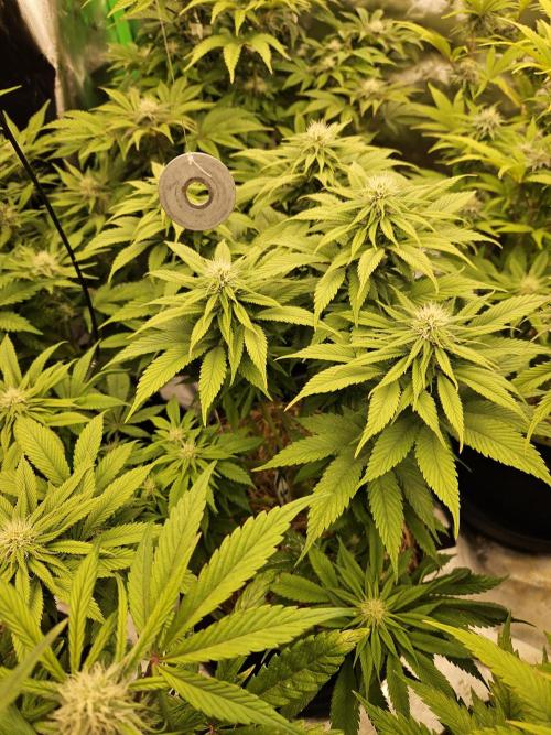 Cherry Dream - Kannabia - Winter Grow. Week 10