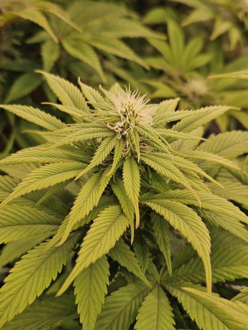 Cherry Dream - Kannabia - Winter Grow. Week 10