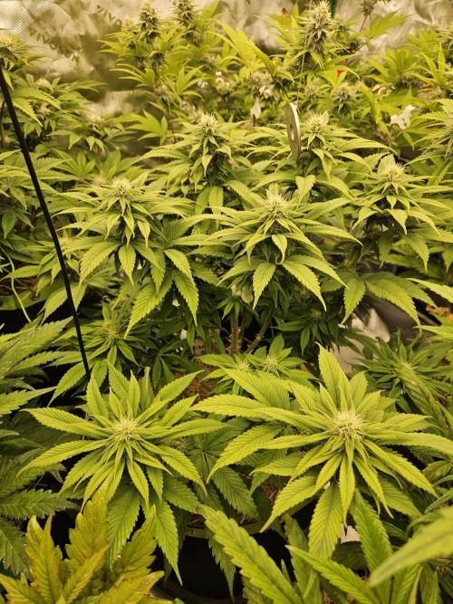 Cherry Dream - Kannabia - Winter Grow. Week 10