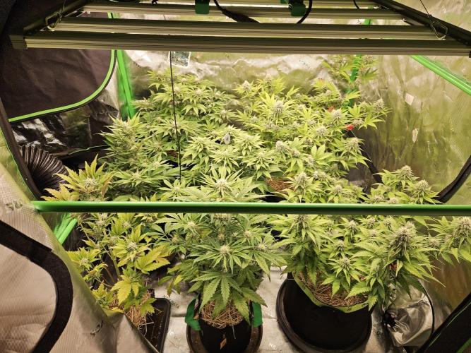 Hellfire OG - Kannabia - Winter Grow. Week 10