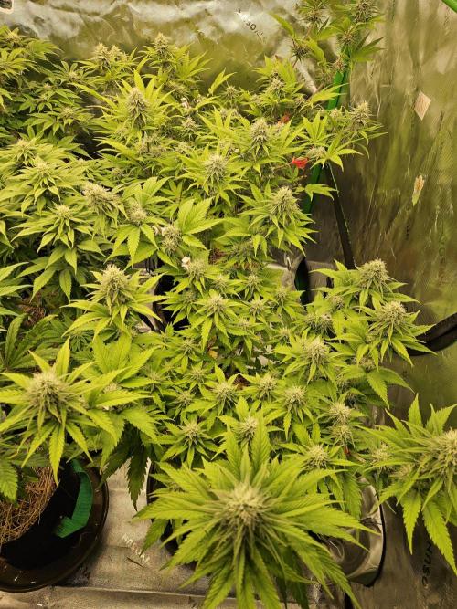 Hellfire OG - Kannabia - Winter Grow. Week 10