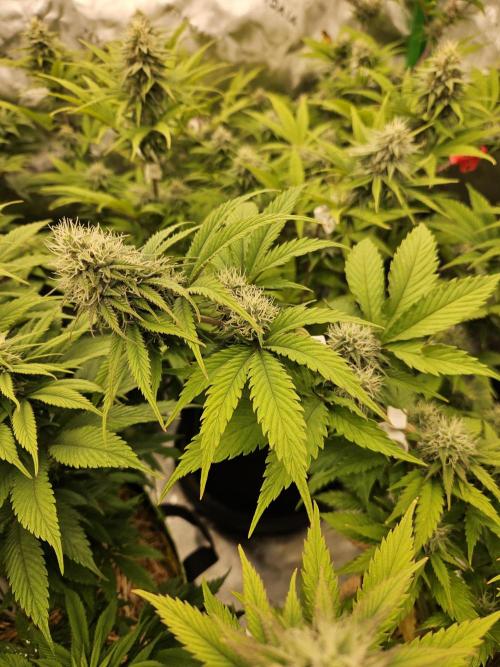 Hellfire OG - Kannabia - Winter Grow. Week 10