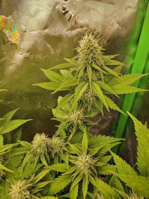 Hellfire OG - Kannabia - Winter Grow. Week 10