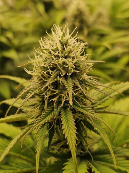 Hellfire OG - Kannabia - Winter Grow. Week 10