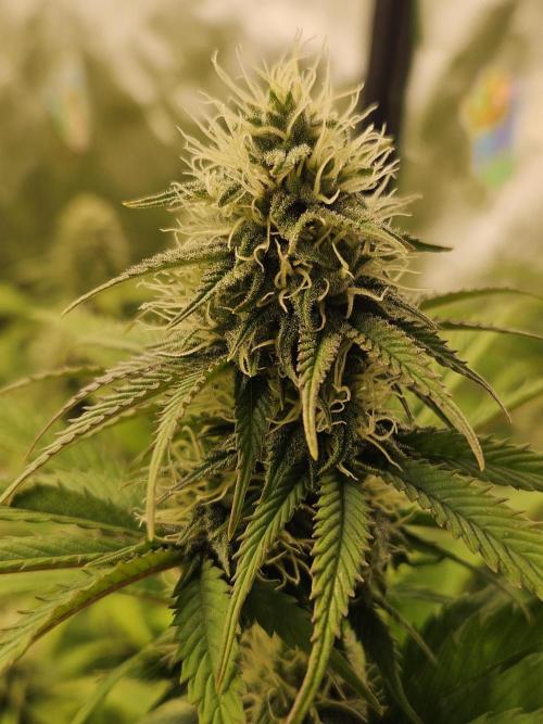 Hellfire OG - Kannabia - Winter Grow. Week 10