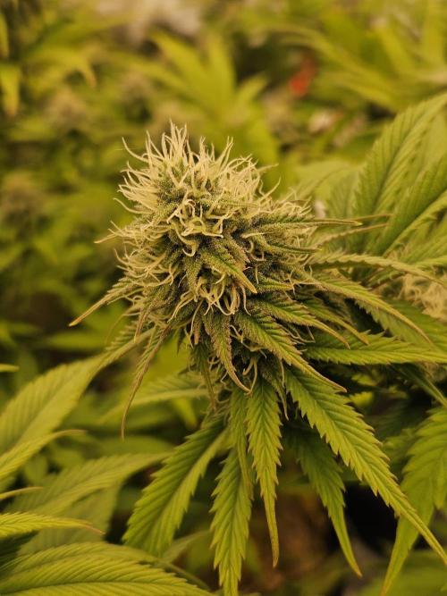 Hellfire OG - Kannabia - Winter Grow. Week 10