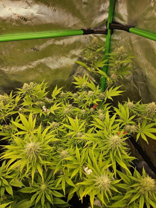 Hellfire OG - Kannabia - Winter Grow. Week 10