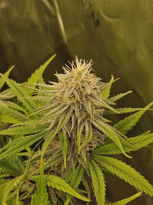 Hellfire OG - Kannabia - Winter Grow. Week 10
