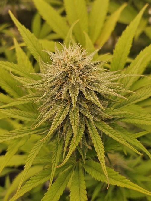 Hellfire OG - Kannabia - Winter Grow. Week 10