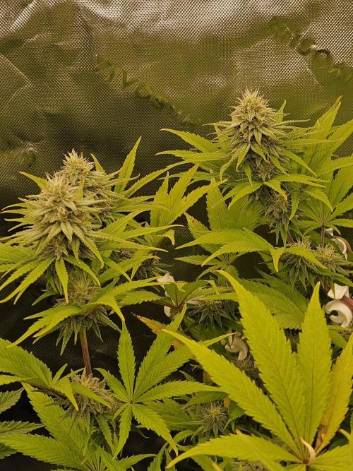 Hellfire OG - Kannabia - Winter Grow. Week 10