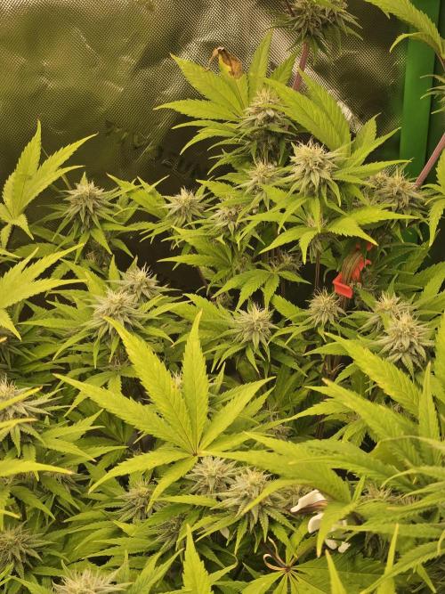 Hellfire OG - Kannabia - Winter Grow. Week 10